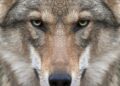 Viral Animal Face Ignites Online Frenzy