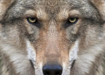 Viral Animal Face Ignites Online Frenzy