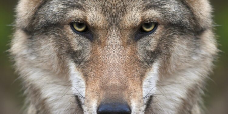 Viral Animal Face Ignites Online Frenzy
