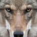 Viral Animal Face Ignites Online Frenzy