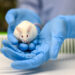 Animal Research Saves Human Lives