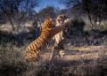Viral Animal Fight Captured On Camera