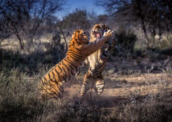 Viral Animal Fight Captured On Camera