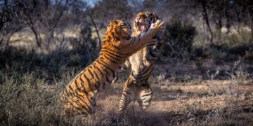 Viral Animal Fight Captured On Camera