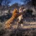 Viral Animal Fight Captured On Camera