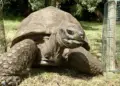 Earth’s Oldest Living Animal Revealed