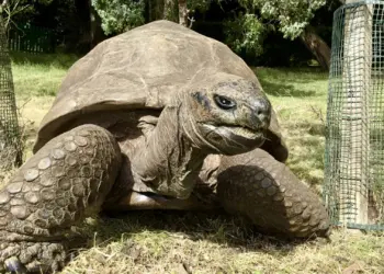Earth’s Oldest Living Animal Revealed