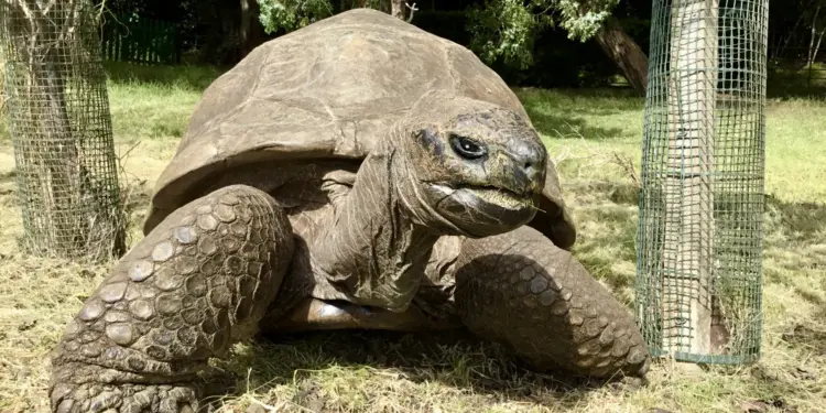 Earth’s Oldest Living Animal Revealed