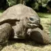 Earth’s Oldest Living Animal Revealed