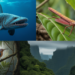 Ancient Species Rediscovered After Extinction