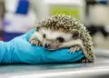 Viral Injured Animal Heals Itself
