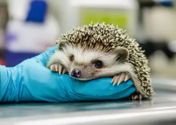Viral Injured Animal Heals Itself