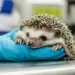 Viral Injured Animal Heals Itself