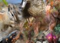Animal Extinction Crisis Worsens Rapidly