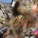 Animal Extinction Crisis Worsens Rapidly