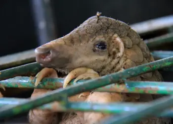 Shocking Research Reveals Animal Truths