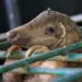 Shocking Research Reveals Animal Truths
