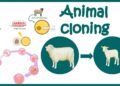 Future Animal Cloning’s Greatest Success Story