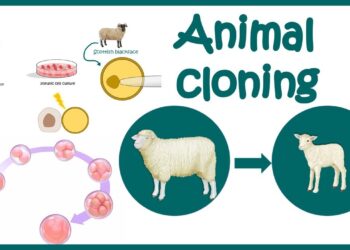 Future Animal Cloning’s Greatest Success Story