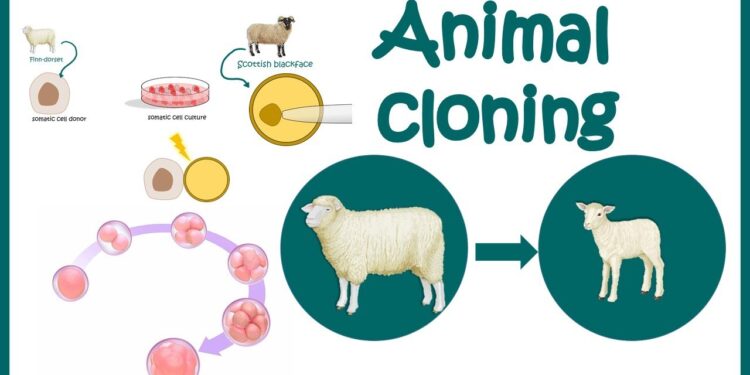 Future Animal Cloning’s Greatest Success Story