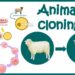 Future Animal Cloning’s Greatest Success Story
