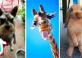 New Animal Viral On TikTok