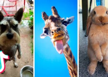 New Animal Viral On TikTok