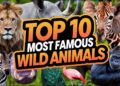 Every Nation’s Most Loved Wild Animal