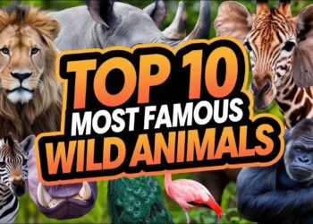 Every Nation’s Most Loved Wild Animal