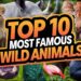 Every Nation’s Most Loved Wild Animal
