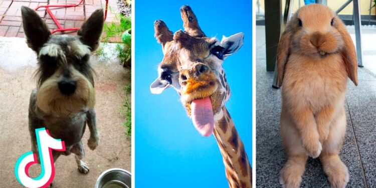 New Animal Viral On TikTok